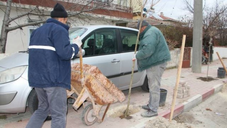 Fidan Dikim Çalışmaları