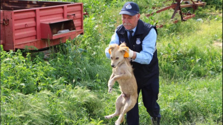 Yaralı Köpeğe İlk Müdahale