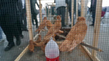 Pınarhisar Kapalı Pazar Yerimizde gerçekleştirilen festivalde, birbirinden özel kümes ve kafes hayvanları sergilendi.