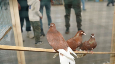 Pınarhisar Kapalı Pazar Yerimizde gerçekleştirilen festivalde, birbirinden özel kümes ve kafes hayvanları sergilendi.