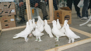 Pınarhisar Kapalı Pazar Yerimizde gerçekleştirilen festivalde, birbirinden özel kümes ve kafes hayvanları sergilendi.