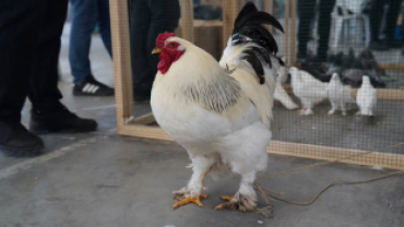 Pınarhisar Kapalı Pazar Yerimizde gerçekleştirilen festivalde, birbirinden özel kümes ve kafes hayvanları sergilendi.