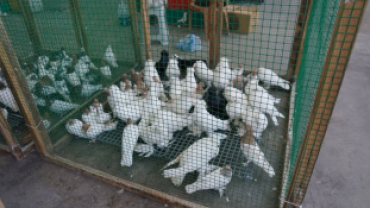 Pınarhisar Kapalı Pazar Yerimizde gerçekleştirilen festivalde, birbirinden özel kümes ve kafes hayvanları sergilendi.